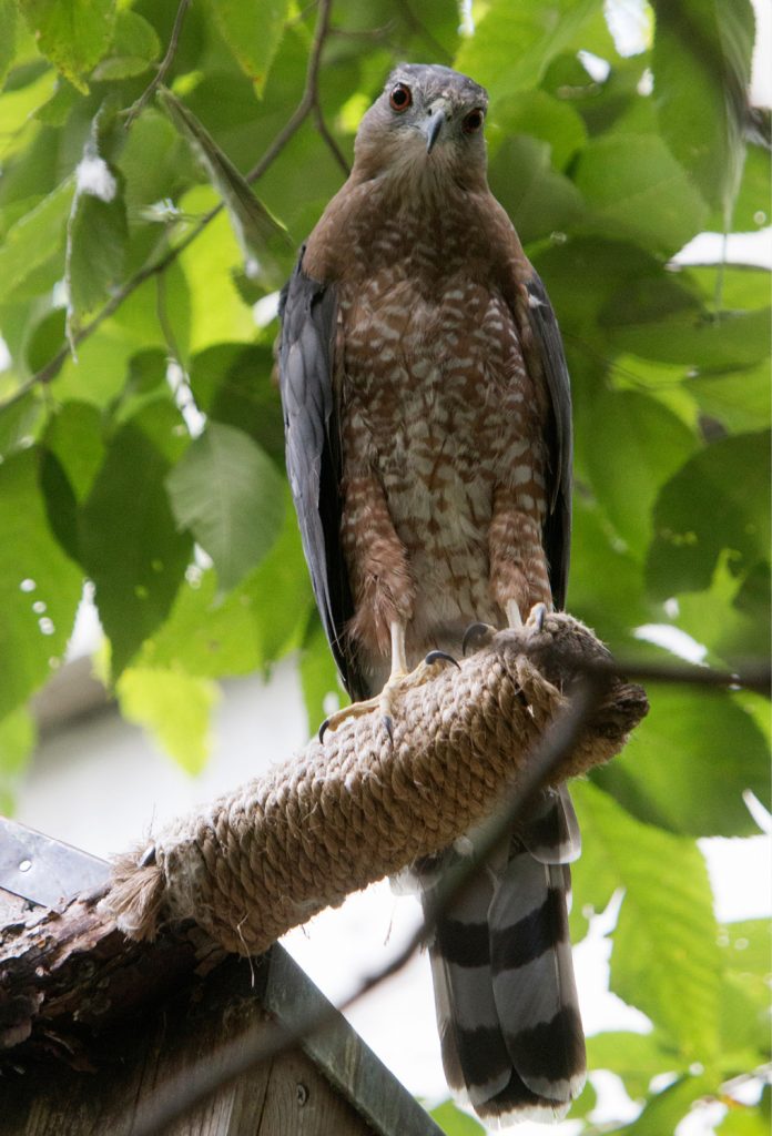 Fallston - VINS Ambassadors