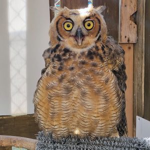Great Horned Owl