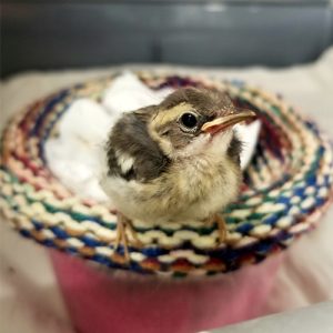 blackburnian warbler